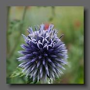 Echinops bannaticum 'Taplow Blue' (le jardin de la poterie Hillen) www.poterie.fr